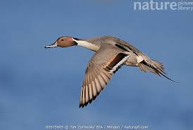 Attēlu rezultāti vaicājumam “Anas acuta male”