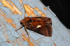 Attēlu rezultāti vaicājumam “Autographa excelsa”