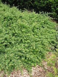 Attēlu rezultāti vaicājumam “Symphoricarpos x chenaultii”