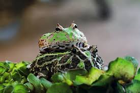 Image result for Ceratophrys ornata