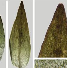 Attēlu rezultāti vaicājumam “Schistidium apocarpum”