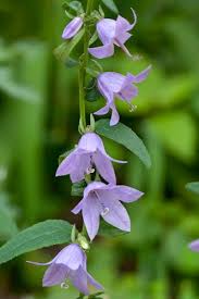 Attēlu rezultāti vaicājumam “Campanula rapunculoides leaf”