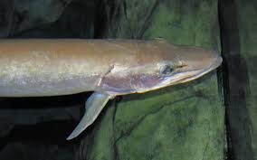 Image result for Esox masquinongy