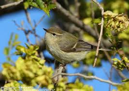 Image result for Phylloscopus humei