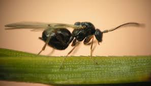 Attēlu rezultāti vaicājumam “Cynips quercusfolii”