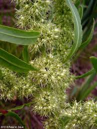 Attēlu rezultāti vaicājumam “Rumex maritimus leaf”