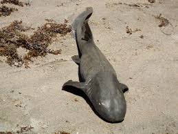 Image result for Ginglymostoma cirratum