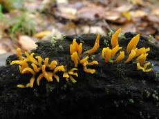Attēlu rezultāti vaicājumam “Calocera glossoides”