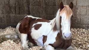 Image result for South Weylands Equestrian