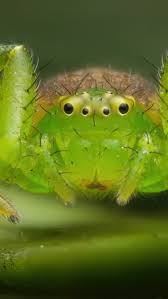 Attēlu rezultāti vaicājumam “Diaea dorsata”