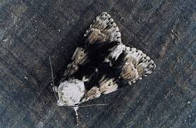 Attēlu rezultāti vaicājumam “Acronicta alni larva”