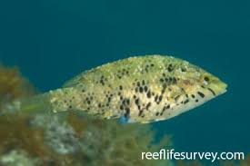 Image result for Symphodus bailloni