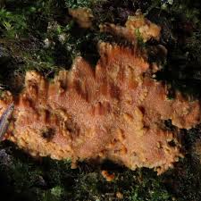 Attēlu rezultāti vaicājumam “Physisporinus vitreus”