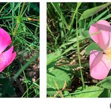 Attēlu rezultāti vaicājumam “Rosa subcanina”