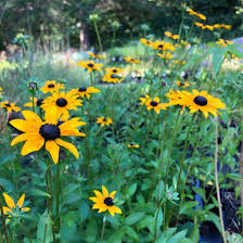 Image result for Rudbeckia Paradisio