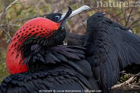 Image result for Fregata aquila