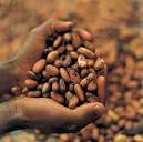 Child Labor in the cocoa bean business