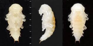 Attēlu rezultāti vaicājumam “Bolitophagus reticulatus larva”