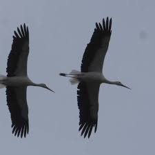 Attēlu rezultāti vaicājumam “Ciconia ciconia adult”