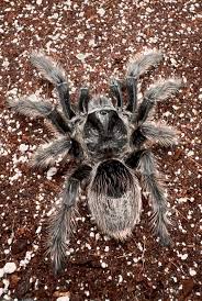 Znalezione obrazy dla zapytania Grammostola grossa