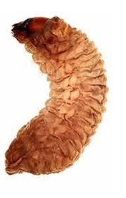 Attēlu rezultāti vaicājumam “Cribraria martinii stalked”