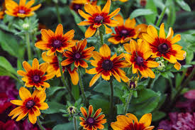 Image result for Rudbeckia Paradisio