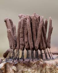 Attēlu rezultāti vaicājumam “Stemonitis herbatica macro”