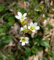 Attēlu rezultāti vaicājumam “Saxifraga granulata leaf”