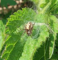 Attēlu rezultāti vaicājumam “Aculepeira ceropegia”