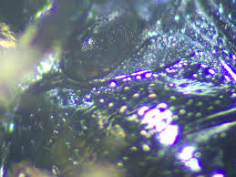 Attēlu rezultāti vaicājumam “Phaedon cochleariae”