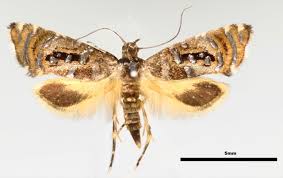 Attēlu rezultāti vaicājumam “Plutellidae”