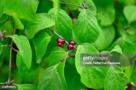 Attēlu rezultāti vaicājumam “Lonicera xylosteum fruit”