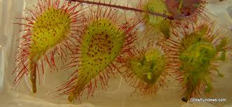 Attēlu rezultāti vaicājumam “Drosera x obovata”