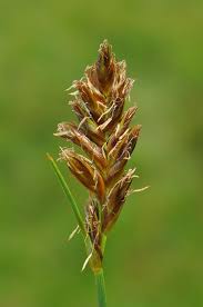 Attēlu rezultāti vaicājumam “Blysmus compressus”