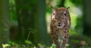 Attēlu rezultāti vaicājumam “Lynx lynx”