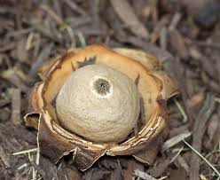 Attēlu rezultāti vaicājumam “Geastrum minimum”