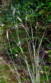 Attēlu rezultāti vaicājumam “Danthonia decumbens bud”