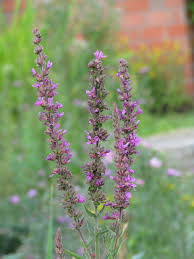 Image result for Blutweiderich