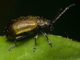 Attēlu rezultāti vaicājumam “Lochmaea caprea”