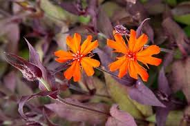 Attēlu rezultāti vaicājumam “Silene x arkwrightii Vesuvius”