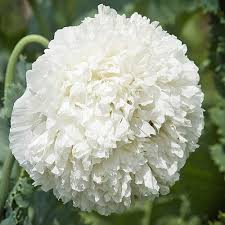Image result for Papaver somniferum White Cloud