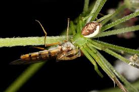 Attēlu rezultāti vaicājumam “Diaea dorsata”