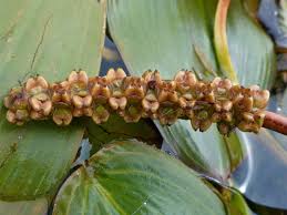 Attēlu rezultāti vaicājumam “Potamogeton natans”