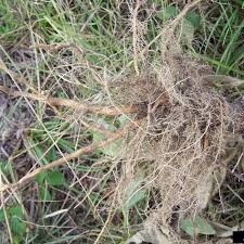 Attēlu rezultāti vaicājumam “Verbascum densiflorum bud”