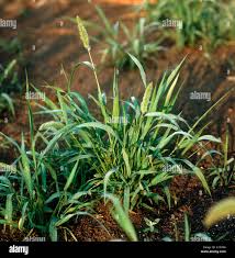 Attēlu rezultāti vaicājumam “Setaria viridis fruit”