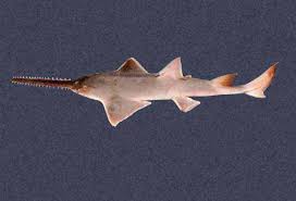 Image result for Pristis pristis