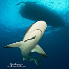 Image result for Carcharhinus