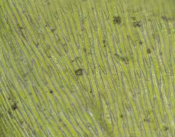 Attēlu rezultāti vaicājumam “Plagiothecium cavifolium”