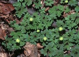 Attēlu rezultāti vaicājumam “Adoxa moschatellina”