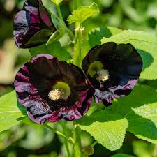 Image result for Alcea rosea nigra